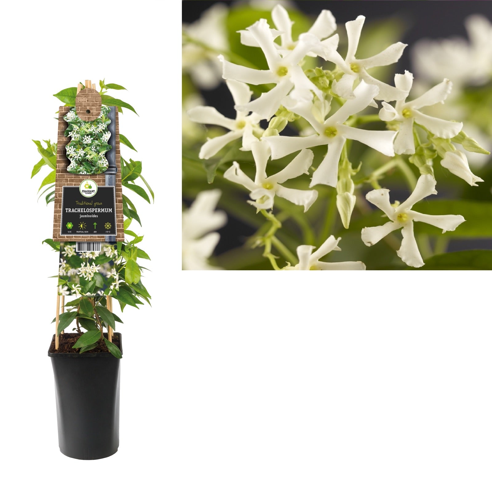 Kletterpflanze Trachelospermum jasminoides (Sternjasmin) - Kletterpflanzen