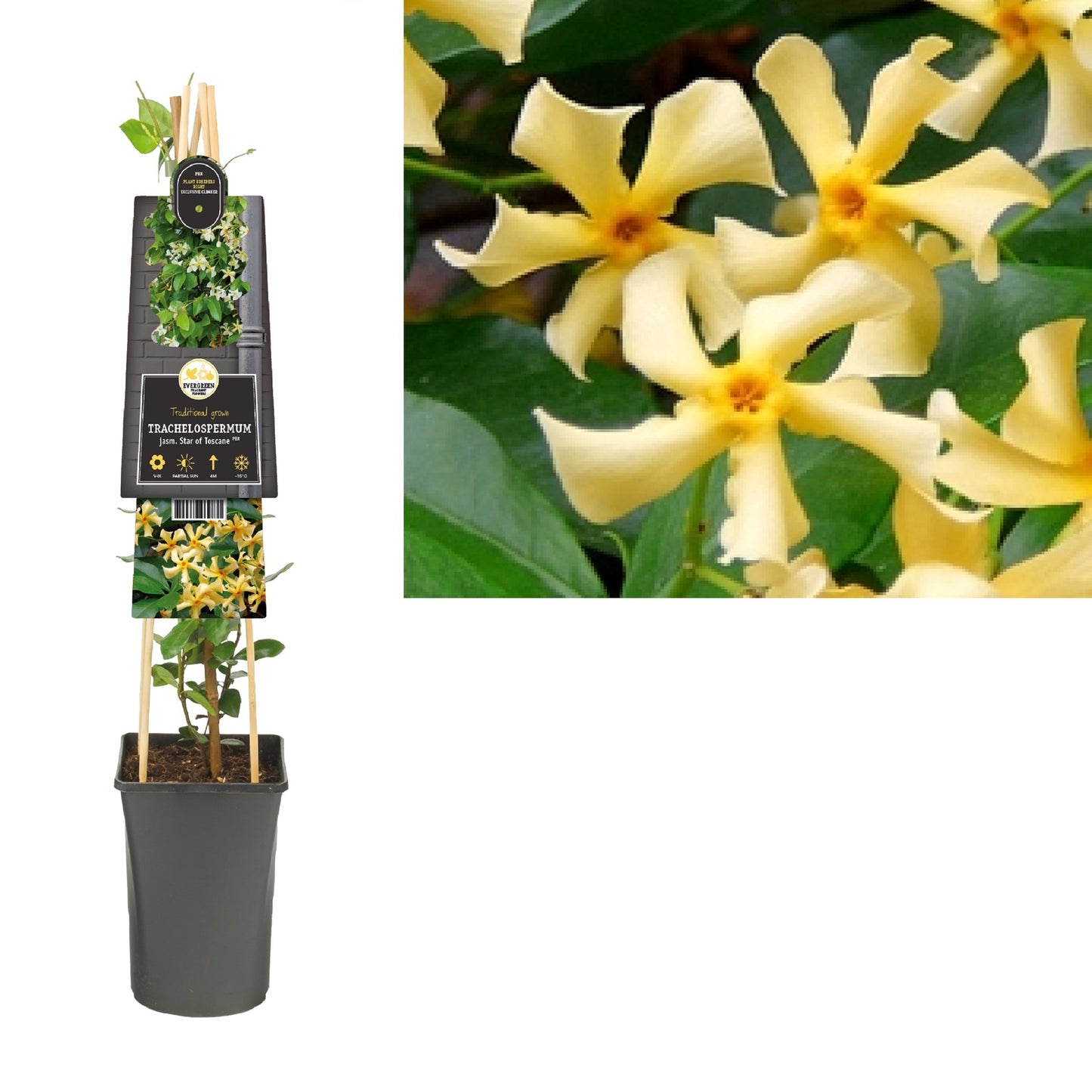 Klimplant Trachelospermum jasm. Star of Toscane PBR (toscaanse jasmijn) - Klimplanten