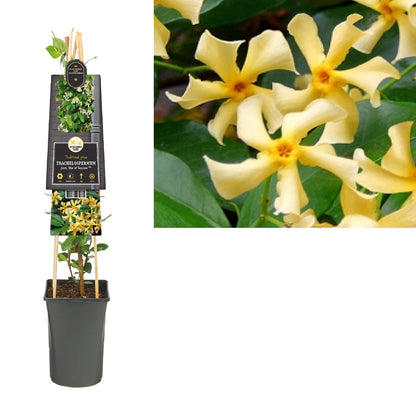 Kletterpflanze Trachelospermum jasm. Star of Toscane PBR (toskanischer Jasmin) - Kletterpflanzen