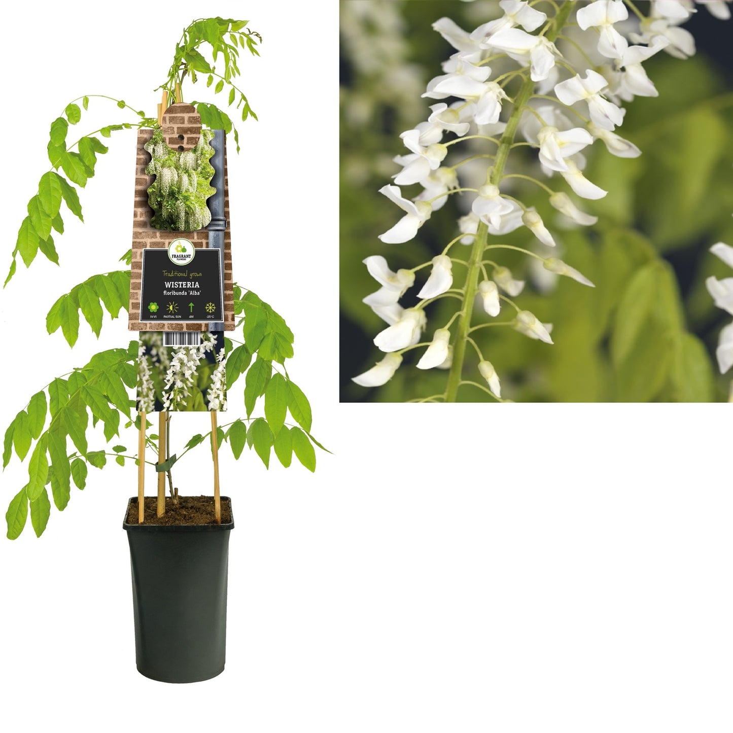 Klimplant Wisteria floribunda Alba (blauwe regen) - Klimplanten