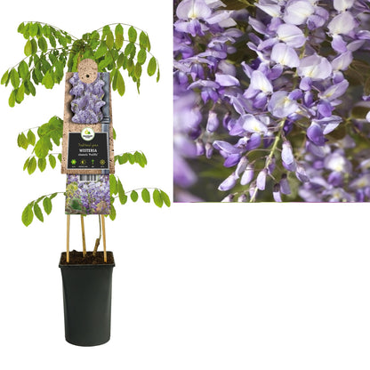 Kletterpflanze Wisteria sinensis Prolific (Blauregen) - Kletterpflanzen