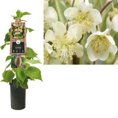 Kletterpflanze Actinidia deliciosa Atlas (Kiwi) - Kletterpflanzen
