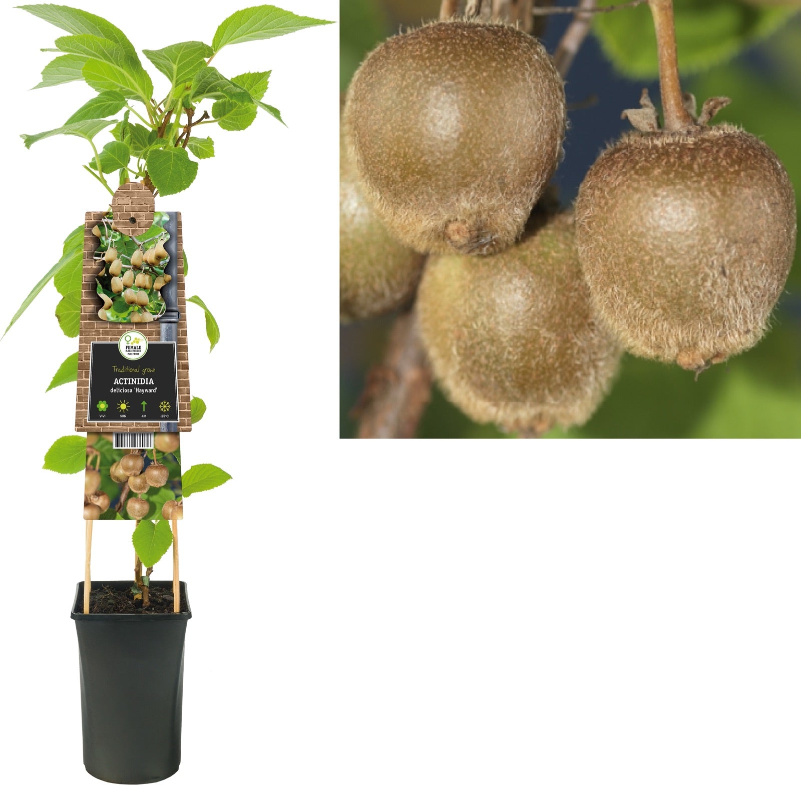 Klimplant Actinidia deliciosa Hayward (kiwi) - Klimplanten