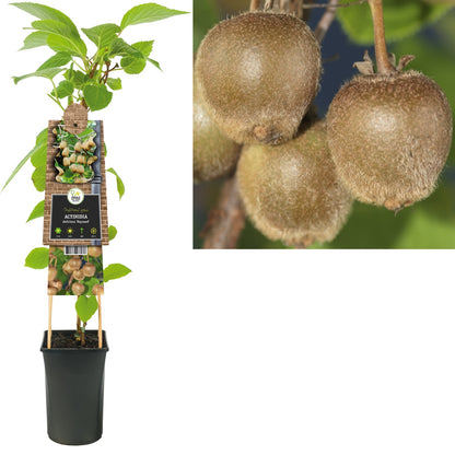 Kletterpflanze Actinidia deliciosa Hayward (Kiwi) - Kletterpflanzen
