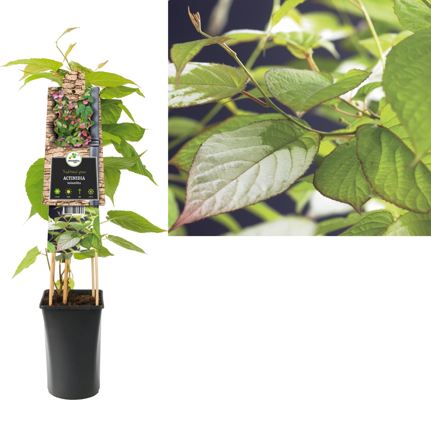 Kletterpflanze Actinidia kolomikta (Kiwi) - Kletterpflanzen