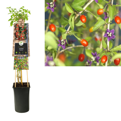 Kletterpflanze Lycium barbarum (Goji-Beere) - Kletterpflanzen