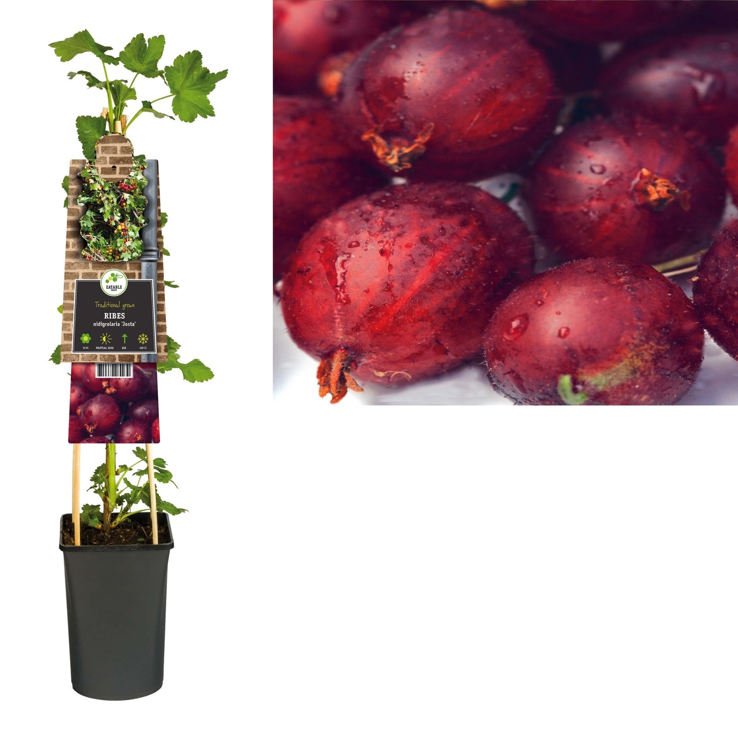 Klimplant Ribes nidigrolaria Josta (zwarte bes) - Klimplanten