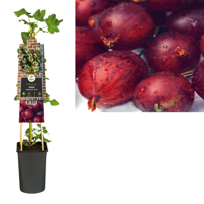 Kletterpflanze Ribes nidigrolaria Josta (schwarze Johannisbeere) - Kletterpflanzen