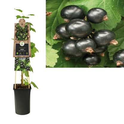 Kletterpflanze Ribes nigrum Ben Nevis (Schwarze Johannisbeere) - Kletterpflanzen