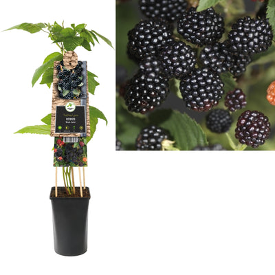 Kletterpflanze Rubus Black Satin (dornenlose Brombeere)