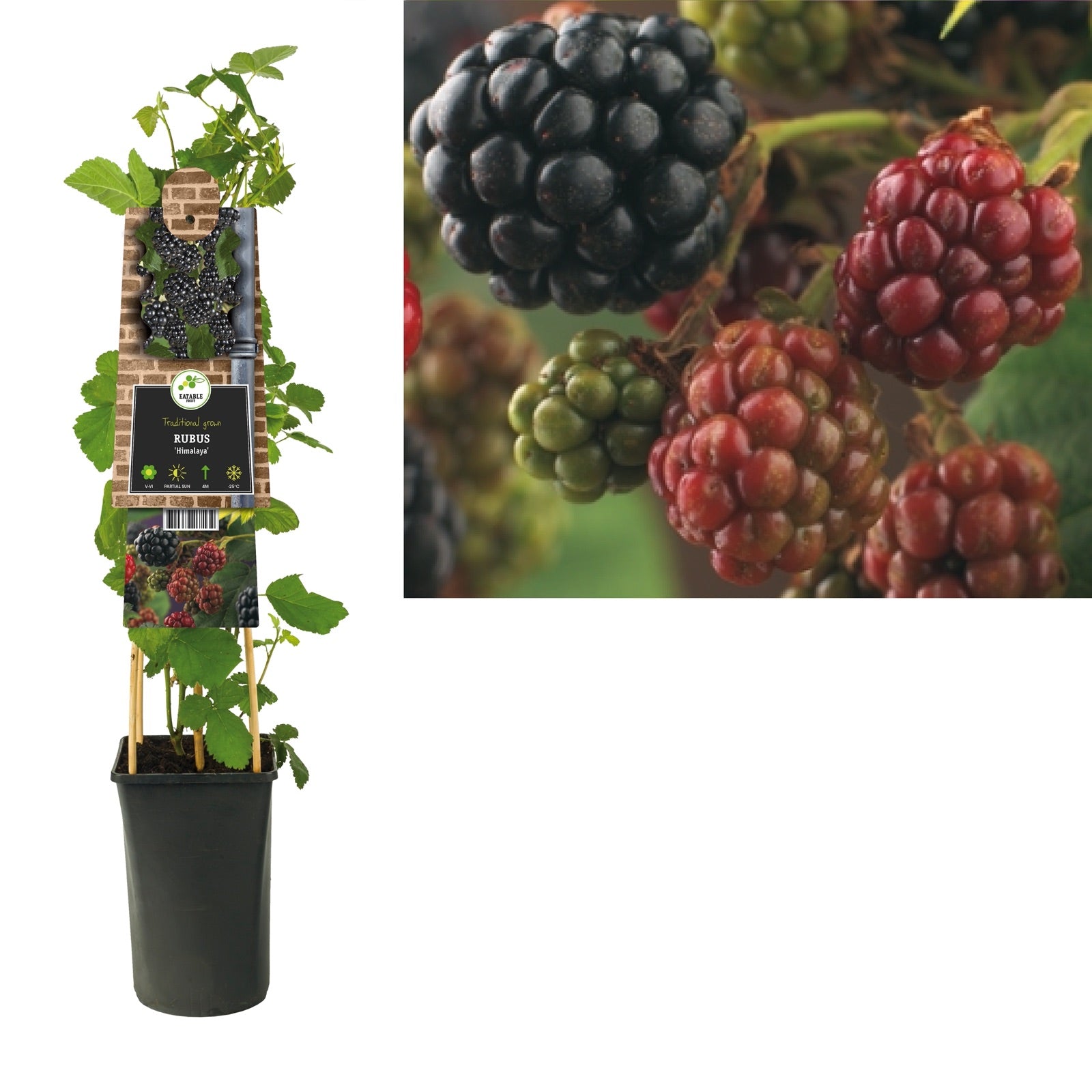 Klimplant Rubus Himalaya (braam) - Klimplanten