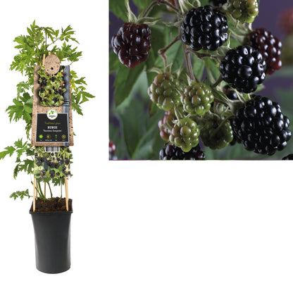 Kletterpflanze Rubus Thornless Evergreen (dornenlose Brombeere) - Kletterpflanzen