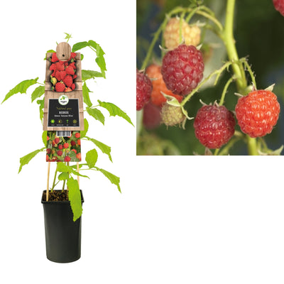 Kletterpflanze Rubus idaeus Herbstglück (Himbeere)