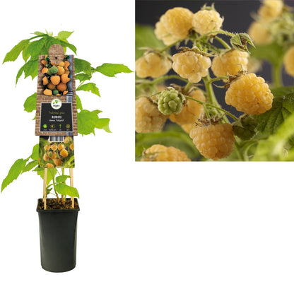 Kletterpflanze Rubus idaeus Fallgold (Himbeere) - Kletterpflanzen