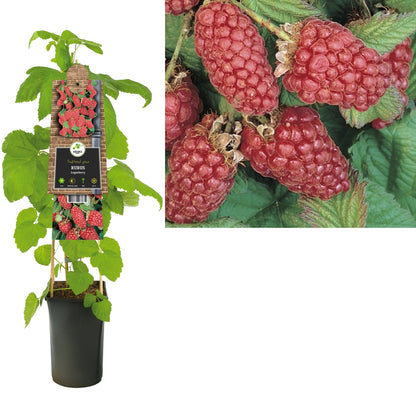 Kletterpflanze Rubus Loganbeere (Himbeere) - Kletterpflanzen