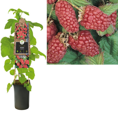 Kletterpflanze Rubus Loganberry (Himbeere)