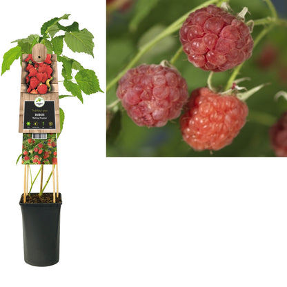 Kletterpflanze Rubus Malling Promise (Himbeere) - Kletterpflanzen