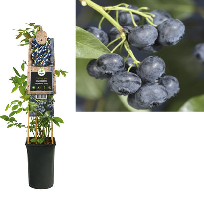 Kletterpflanze Vaccinium corymbosum Jersey (Heidelbeere) - Kletterpflanzen
