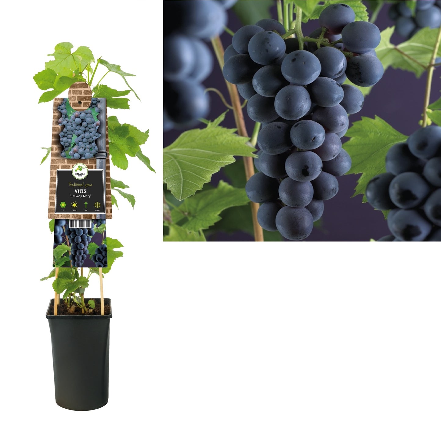 Klimplant Vitis Boskoop Glory  (druif) - Klimplanten