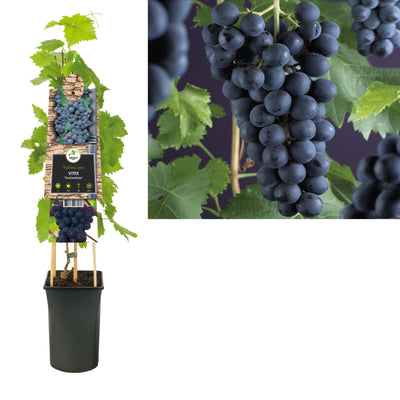 Kletterpflanze Vitis Frankenthaler (Traube)