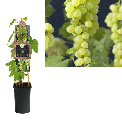 Kletterpflanze Vitis Himrod (kernlose Weinrebe)