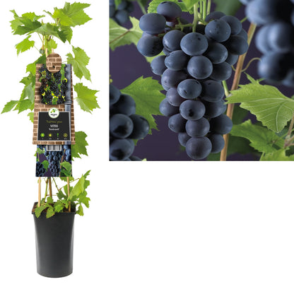Kletterpflanze Vitis Rembrandt (Weinrebe) - Kletterpflanzen