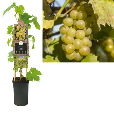 Kletterpflanze Vitis Riesling (Traube)
