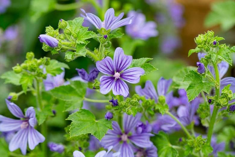 Kaasjeskruid (Malva sylvestris 'Primley Blue') - Tuinplanten