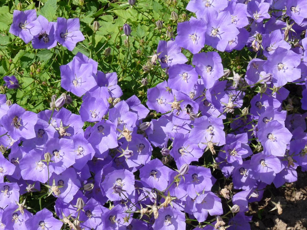 Karpatenglockenblume (Campanula carpatica ‘Blaue Clips’) - Gartenpflanzen