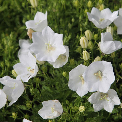 Karpatenglockenblume (Campanula carpatica ‘Weisse Clips’) - Gartenpflanzen