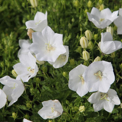 Karpaten-Glockenblume (Campanula carpatica 'Weisse Clips')
