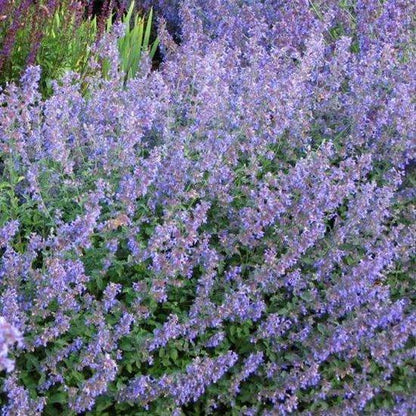 Katzenminze (Nepeta faassenii) - Gartenpflanzen