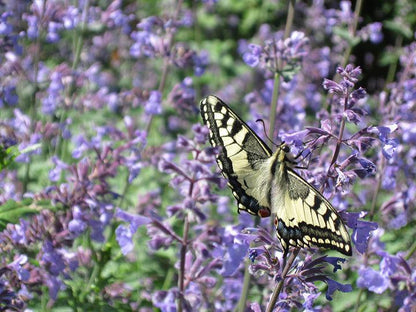 Katzenminze (Nepeta faassenii Walkers Low) - Gartenpflanzen