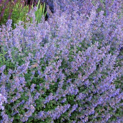 Katzenminze (Nepeta faassenii)