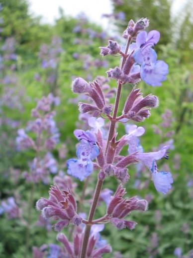 Kattekruid (Nepeta faassenii 'Six Hills Giant') - Tuinplanten