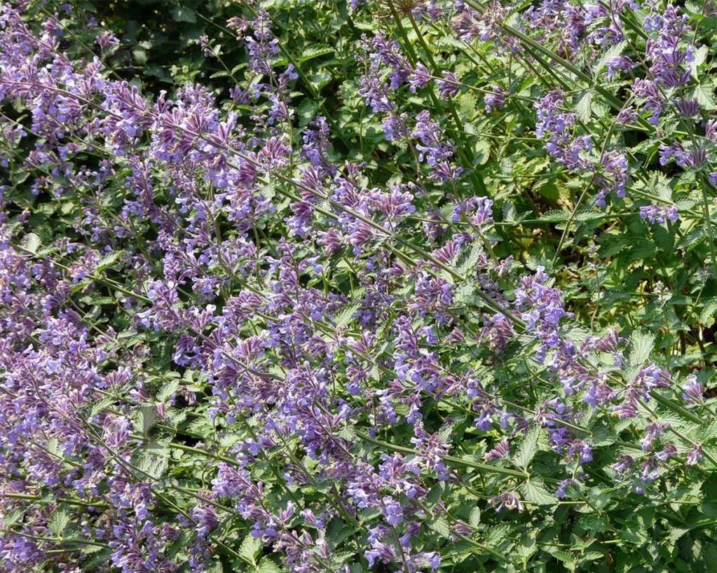 Kattekruid (Nepeta faassenii 'Six Hills Giant') - Tuinplanten
