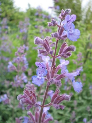 Katzenminze (Nepeta faassenii 'Six Hills Giant')