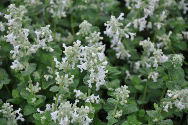 Kattekruid (Nepeta faassenii 'Snowflake') - Tuinplanten
