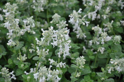 Katzenminze (Nepeta faassenii 'Snowflake')