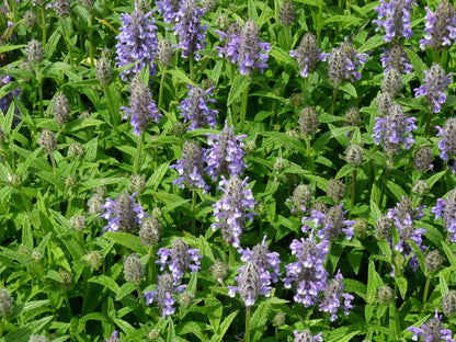 Katzenminze (Nepeta nervosa) - Gartenpflanzen