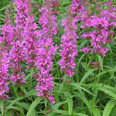 Blutweiderich (Lythrum salicaria 'Robert')