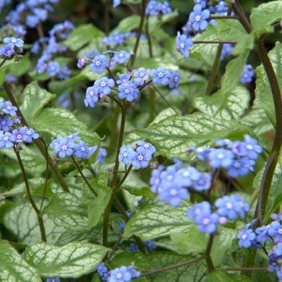Kaukasisches Vergissmeinnicht (Brunnera macrophylla 'Jack Frost')