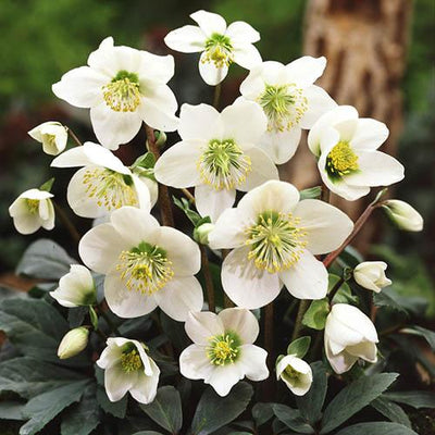 Christrose (Helleborus niger)