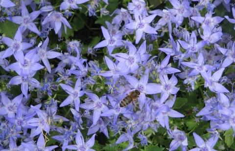 Garganische Glockenblume (Campanula garganica) - Gartenpflanzen