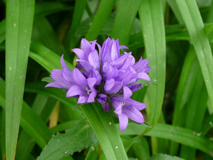 Kluwen-Glockenblume (Campanula glomerata 'Acaulis') - Gartenpflanzen