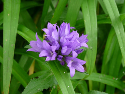 Büschelglockenblume (Campanula glomerata 'Acaulis')