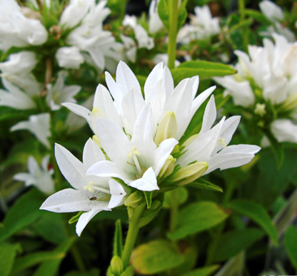 Kluwen-Glockenblume (Campanula glomerata 'Schneekrone') - Gartenpflanzen