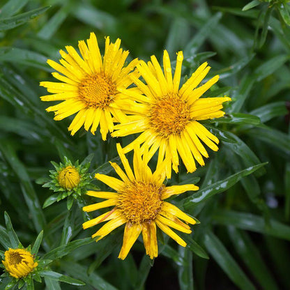 Ochsenauge (Buphthalmum salicifolium) - Gartenpflanzen