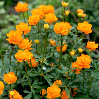 Kugelblume (Trollius chinensis 'Golden Queen')
