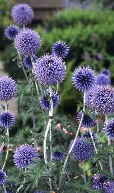 Kugeldistel (Echinops ritro 'Veitch's Blue')